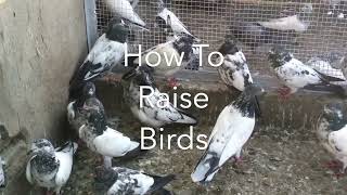 How To Raise Birds