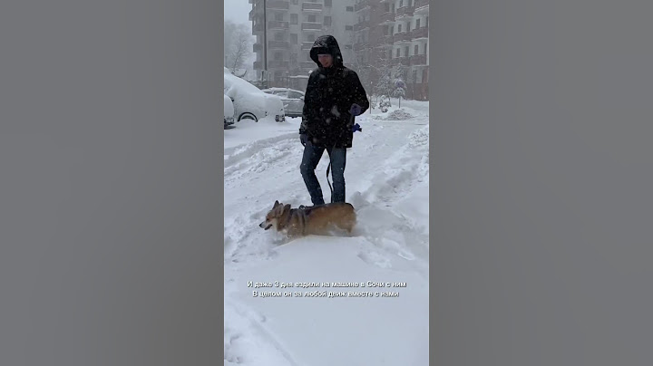Корги: плюсы и минусы спустя 4 года🐶 #собака #корги