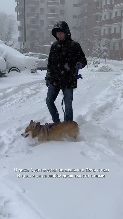 Корги: плюсы и минусы спустя 4 года🐶 #собака #корги - YouTube