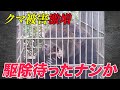 クマ出没激増、人前で「土饅頭」を作る姿も