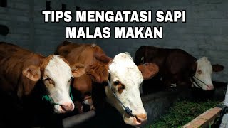 Tips Membuat Sapi Doyan Makan