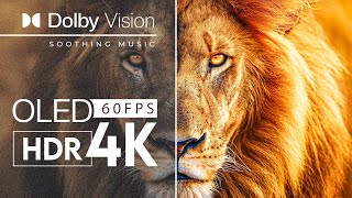 4K HDR WORLD OF AFRICAN WILDLIFE | with calming music (dynamic colors)