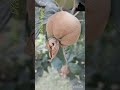 From The Life Of Domestic Chickens Chicken Backyard Chickens Animals From The Life Of Domestic Chickens Chicken Backyard Chickens Animals