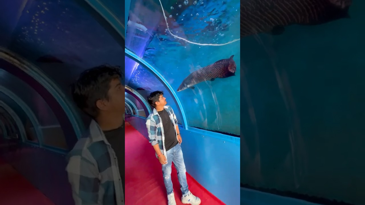 Face to Face with Giant Fish in Aquarium Tunnel 🐟 