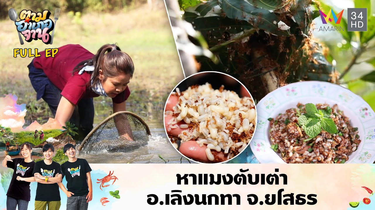 หาแมงตับเต่า อ.เลิงนกทา จ.ยโสธร | ตามอำเภอจาน | 17 ก.พ.61 Full EP