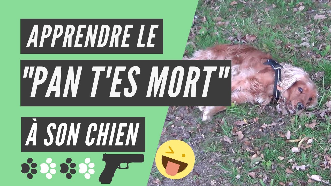 tour chien faire le mort