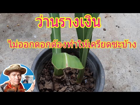 สุขใจอยู่ในสวนกับน้าเล็ก#: ว่านรางเงินไม่ออกดอก ต้องทำให้เครียด ทำยังไง...?