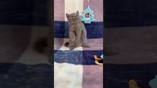 Kitten Anna the Meerkat ??