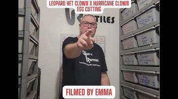 Leopard Het Clown x Hurricane Clown Egg Cutting Video   Filmed By Emma