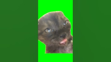 Green Screen Sleepy Cat Meme