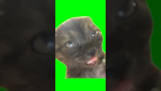 Green Screen Sleepy Cat Meme