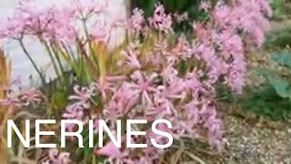 How to Grow Potted Nerines