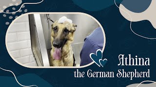 Athina the Single Coat German Shepherd Gets A Bath by Zane's Pet Spa 19 views 6 months ago 3 minutes, 16 seconds