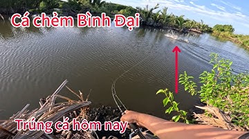 Lure cá chẻm ở Bình Đại, Bến Tre gặp ngày cá chịu ăn nên trúng mánh