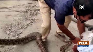 Watch: 10-feet long python rescued by forest department in Greater Noida