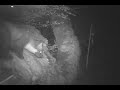 Pinemarten on trailcam