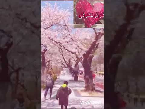 اليسا اصالة نصري اول مرة تحب يا قلبي