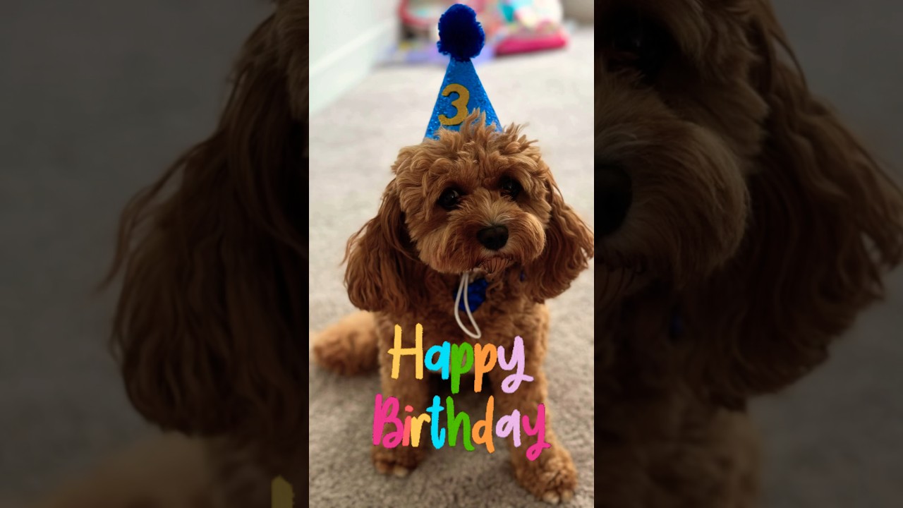 Furry Birthday Boy | Hollywood 