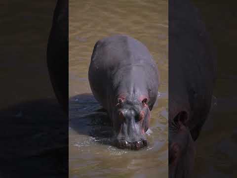 Ilora Retreats short film — Wildlife, Masai Mara