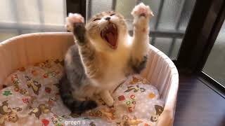 Лютые приколы коты собаки - лучшие приколы с животными. Greenli Лютые приколы коты собаки - лучшие приколы с животными. Greenli