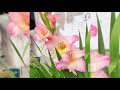 Sembremos GLADIOLOS, GLADIOLI