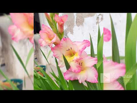 Vídeo: Normes per plantar gladiols a terra oberta a la primavera
