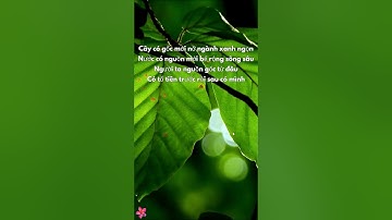 Cây Có Gốc Mới Nở Ngành Xanh Ngọn | Bai Viet Ve Cha Mẹ #VườnThơNgắn #VuonThoNgan #shorts