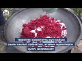 Аксыда жапайы кожогат терип киреше тапкандар / Анын дарылык касиети...