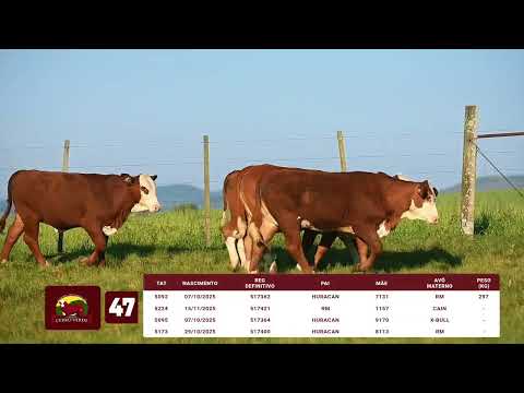 LOTE 47   CERRO VERDE