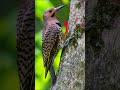 This Bird is LITERALLY Glitching 🚫🤯 #shorts