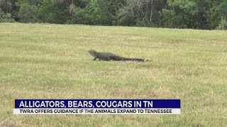 Cougars, alligators continue moving into Tennessee