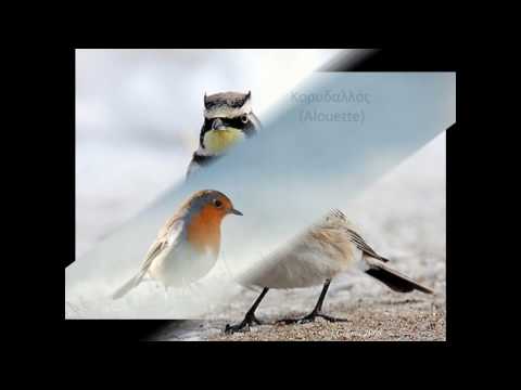 Βίντεο: Ποιο πουλί κάνει έναν ήχο τριγμών;