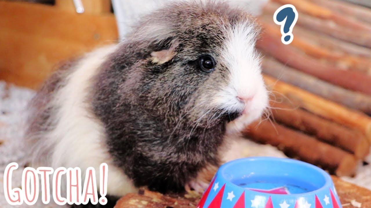Guinea Pig Mystery Solved?! - YouTube