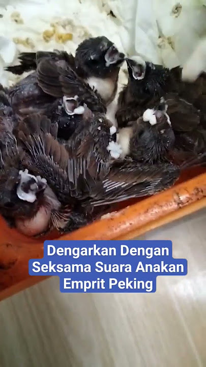 Ini Contoh‼️Suara Anakan Emprit Peking #ternakburung #emprit