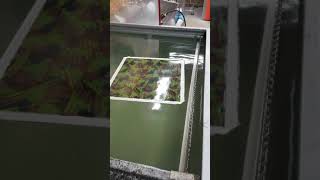 How To Dip Deer Skulls