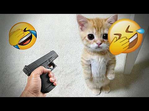 Funniest Cats and Dogs of The Year 2025😼🐶You Won’t Stop Laughing😜