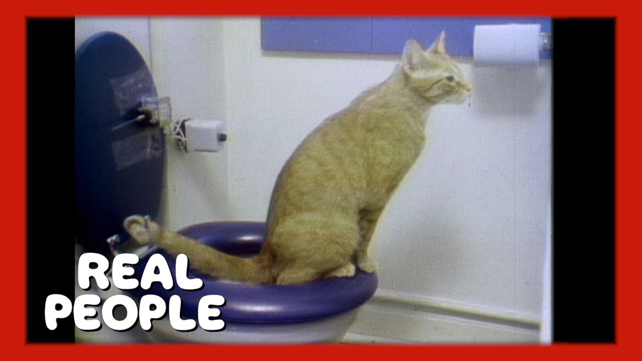 Toilet Trained Cats Real People Schlatter YouTube