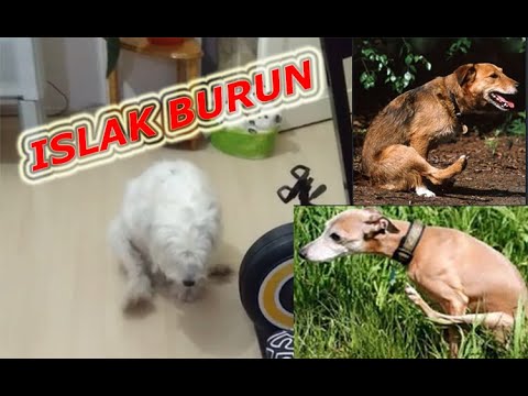 Video: Köpeklerde Kırmızı Ayakların Nedenleri Nelerdir?