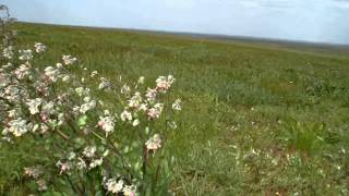 картинка: Фильм  Про  районы Калмыкии