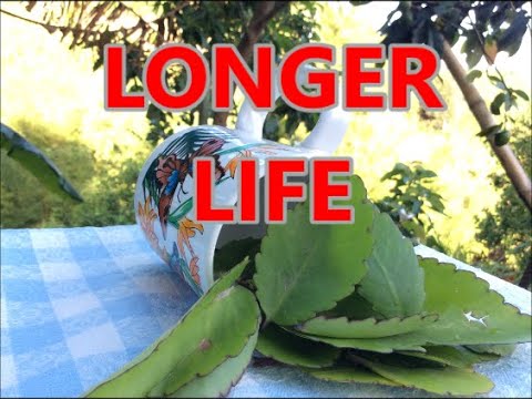 leaf tea benefits
