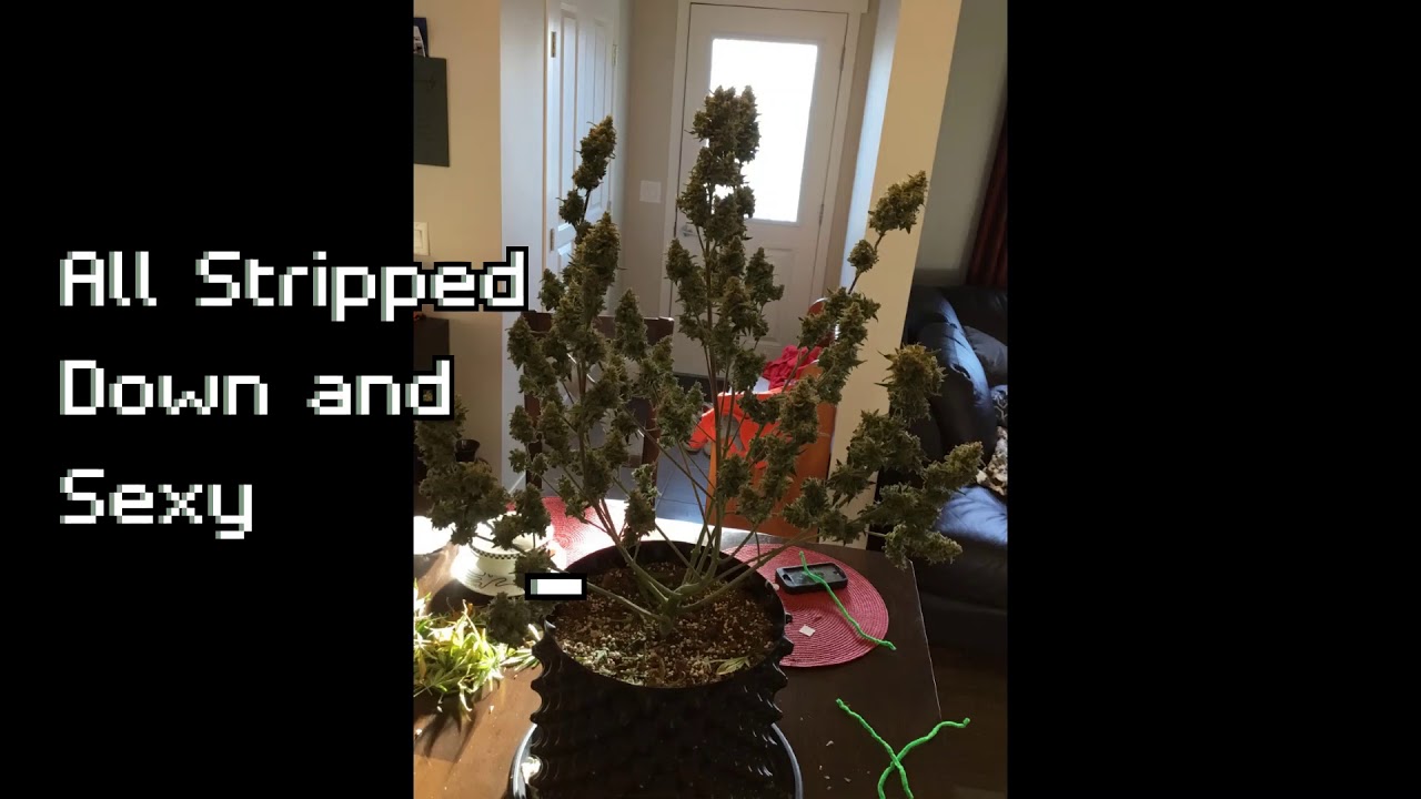 AK 47 Autoflower 66 Day Harvest (one of four plants)