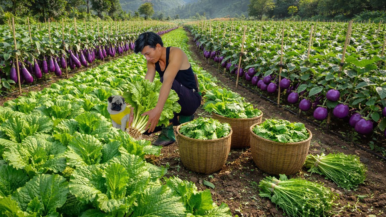 Chairman Trieu Harvest Cat Mustard Greens, Long & Round Eggplants To Sell At The Market - Farm Life