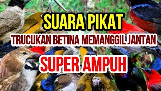 suara pikat burung trucukan ribut terbukti anti zonk!! @AnakDesaKicau