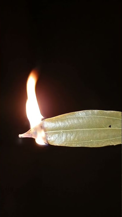 Bakar daun salam dan lihat apa yang terjadi/#shorts