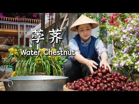 Water Chestnuts — “Snow Pears” Grown Beneath the Fields【滇西小哥】