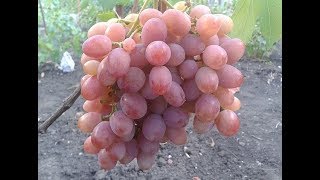 Сорт Винограда Анюта. Виноград 2015. Сорт Винограда Анюта. Виноград 2015.