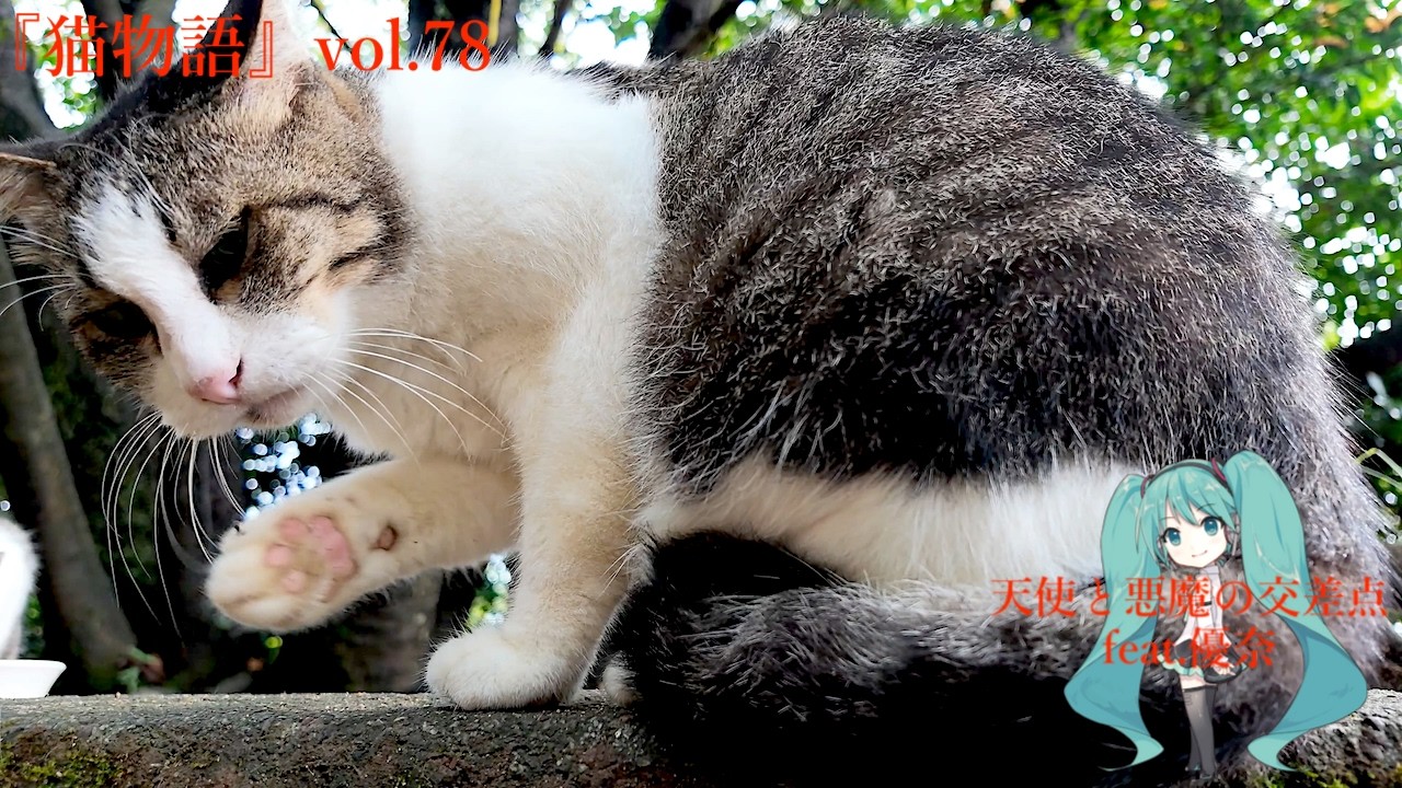 猫物語』vol.78 - YouTube