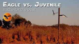 🦅 Wild Battle at the Post! Three Eagles Clash Over a Fresh Catch — Juveniles vs. a Mature Warrior! Three Eagles Trails