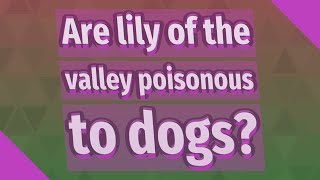 Are lily of the valley poisonous to dogs?