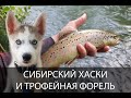 Напарник хаски. Крупная форель в лесной речке